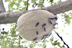 Synoeca