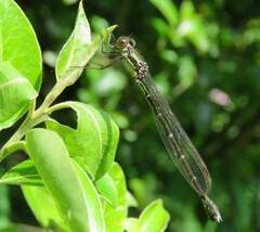 Austrolestes colensonis