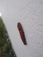 Papilio multicaudata