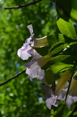 Bignonia callistegioides