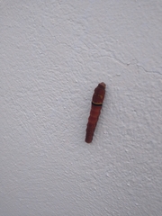 Papilio multicaudata