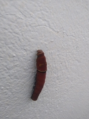 Papilio multicaudata