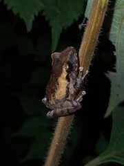 Pristimantis