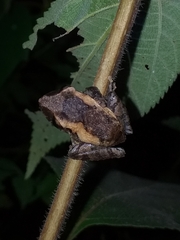 Pristimantis