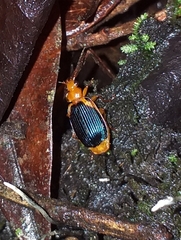 Lebia xanthopleura