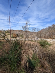 Saccharum alopecuroides