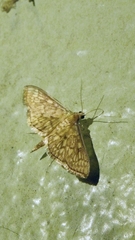 Herpetogramma thestealis