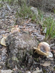 Omphalotus nidiformis