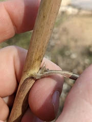 Saccharum alopecuroides