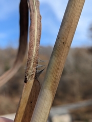 Saccharum alopecuroides