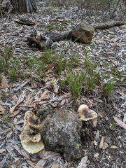 Omphalotus nidiformis