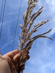 Saccharum alopecuroides