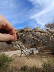 Saccharum alopecuroides