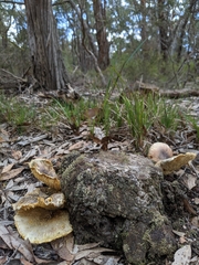 Omphalotus nidiformis