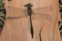 Hemicordulia continentalis