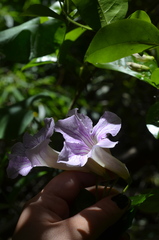 Bignonia callistegioides