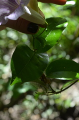 Bignonia callistegioides
