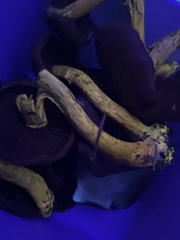 Cortinarius smithii