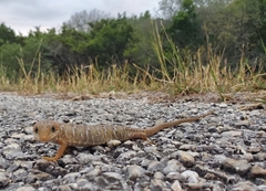 Gerrhonotus infernalis