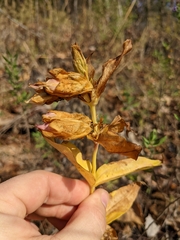 Gentiana puberulenta