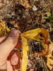 Gentiana puberulenta
