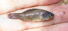 Aphredoderus sayanus