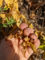 Gentiana puberulenta