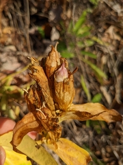 Gentiana puberulenta