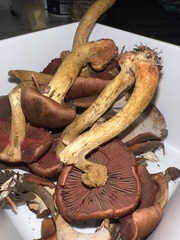 Cortinarius smithii