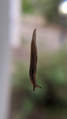 Ambigolimax valentianus