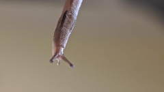 Ambigolimax valentianus