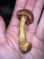 Cortinarius smithii