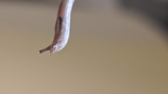 Ambigolimax valentianus