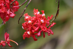 Epidendrum tulcanense