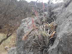 Tillandsia pueblensis