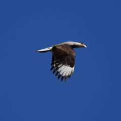 Caracara plancus