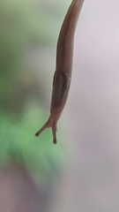 Ambigolimax valentianus