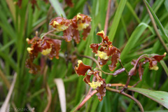 Cyrtochilum serratum