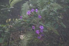 Andesanthus
