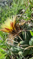 Coryphantha