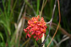 Epidendrum cochlidium