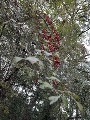 Crataegus marshallii