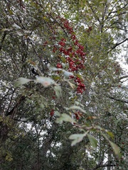 Crataegus marshallii