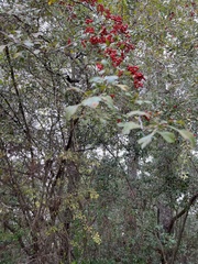 Crataegus marshallii