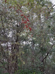 Crataegus marshallii