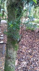 Podocarpus sprucei