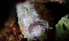Antennatus tuberosus