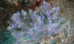 Dasya iridescens