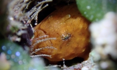 Antennatus tuberosus