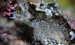 Samariscus triocellatus